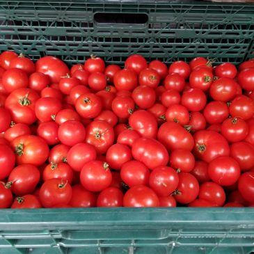 大船渡トマト祭り開催決定！